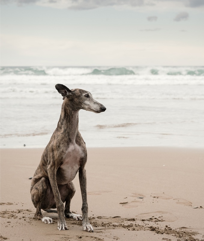 dogs that can handle hot weather: greyhound on the sand at the beach