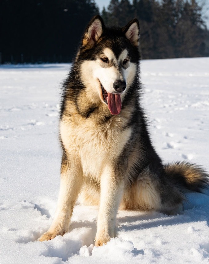dogs that can handle hot weather malamute