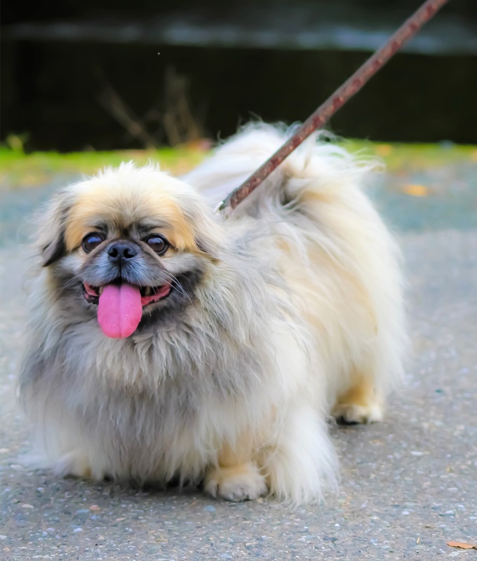 dogs that can handle hot weather pekingese