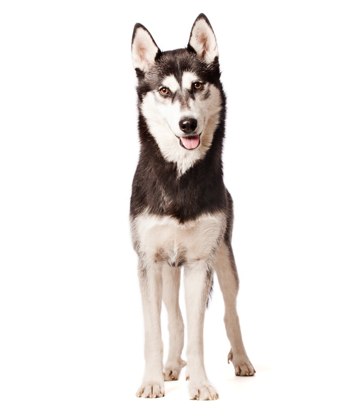 dogs that can handle hot weather siberian husky