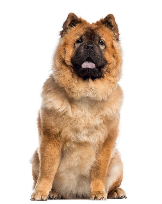 dogs that can handle hot weather: chow chow