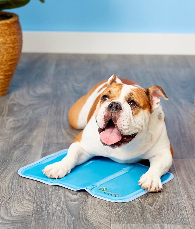 A panting bulldog relaxes on a blue cooling pad.