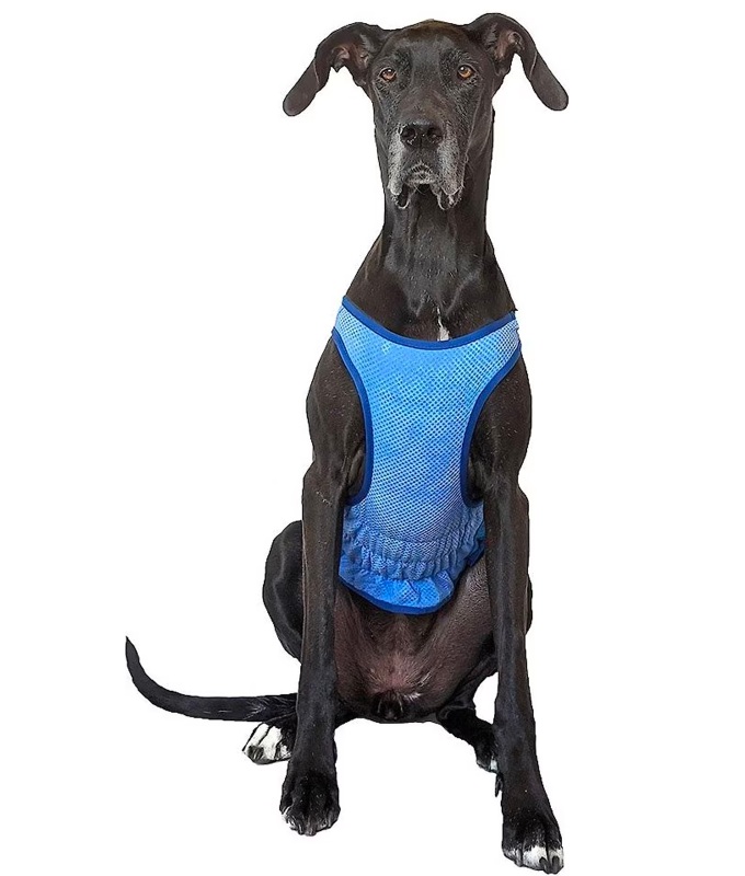 how hot is too hot to walk a dog cooling vest