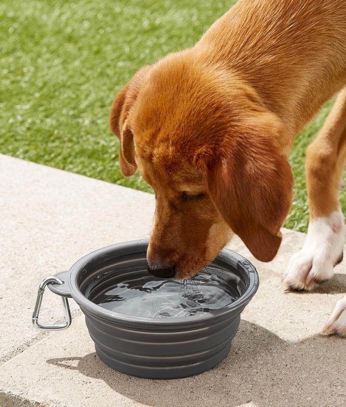 A red dog with white paws drinks from a portable water bowl.