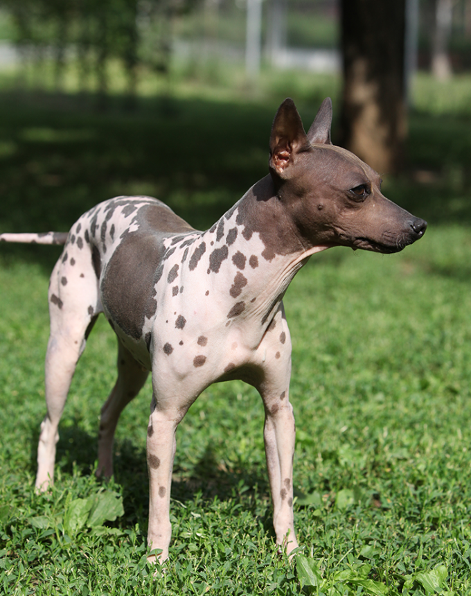 american hairless terrier in the woods