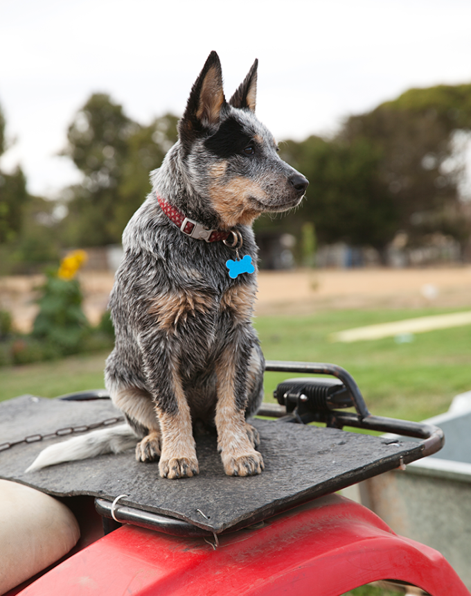 australian cattle dog sitting on a car