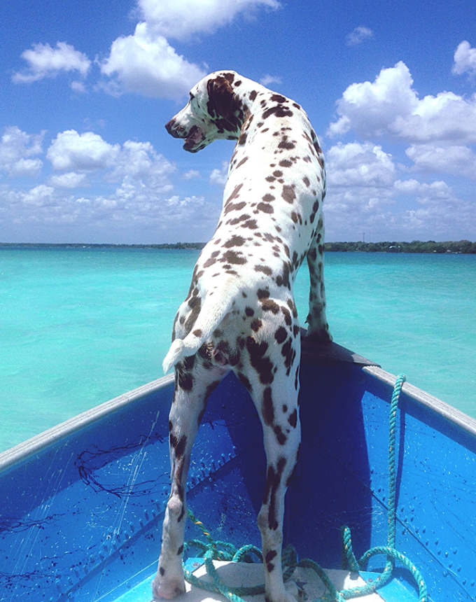 dalmatian on a boat