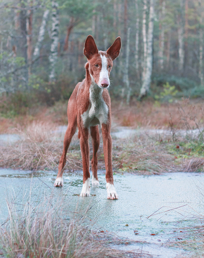 ibizan hound on a frozen puddle
