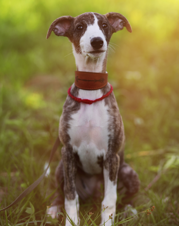 italian greyhound looking like dobby the elf
