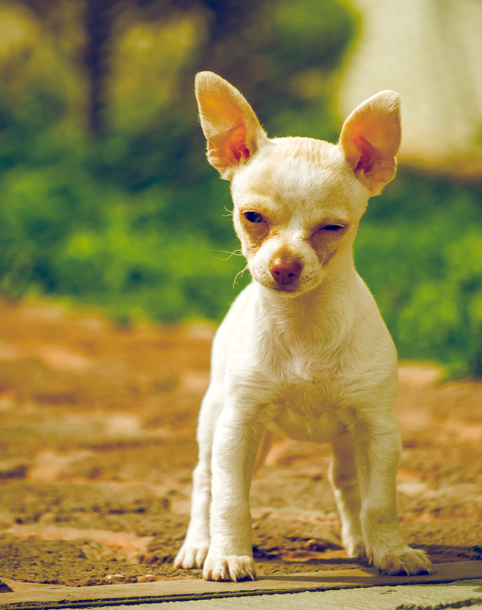 litle chihuahua looking tough